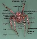 Spider info