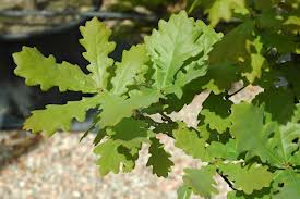 Attēlu rezultāti vaicājumam “Quercus robur Fastigiata leaf”