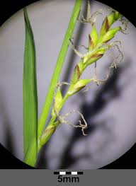 Attēlu rezultāti vaicājumam “Carex pilosa”