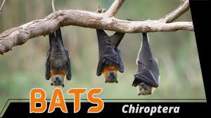 Attēlu rezultāti vaicājumam “Chiroptera”