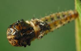 Attēlu rezultāti vaicājumam “Chrysomela vigintipunctata”