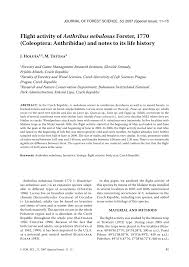 Attēlu rezultāti vaicājumam “Anthribus nebulosus”