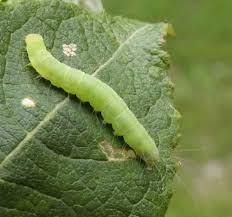 Attēlu rezultāti vaicājumam “Nycteola degenerana”