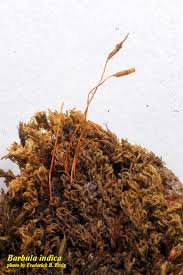 Attēlu rezultāti vaicājumam “Barbula”