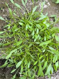 Attēlu rezultāti vaicājumam “Limosella aquatica flower”