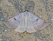 Attēlu rezultāti vaicājumam “Lygephila pastinum”