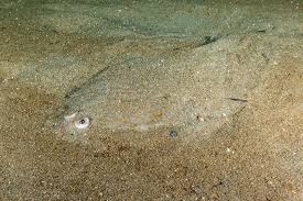 Image result for Pseudopleuronectes americanus