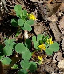 Attēlu rezultāti vaicājumam “Trifolium dubium”