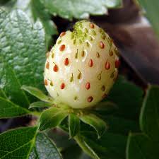 Attēlu rezultāti vaicājumam “Fragaria x ananassa fruit”