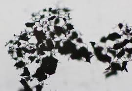 Attēlu rezultāti vaicājumam “Craterium minutum stalked”