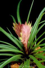 Image result for tillandsia umbellata