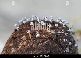 Attēlu rezultāti vaicājumam “Physarum leucophaeum spores”