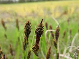 Attēlu rezultāti vaicājumam “Carex buxbaumii”