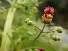 Attēlu rezultāti vaicājumam “Scrophularia umbrosa”