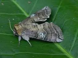 Attēlu rezultāti vaicājumam “Diloba caeruleocephala”