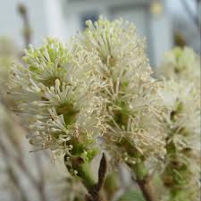 Attēlu rezultāti vaicājumam “Fothergilla major”
