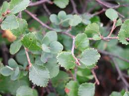 Attēlu rezultāti vaicājumam “Betula nana leaf”