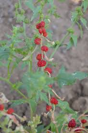 Image result for chenopodium foliosum