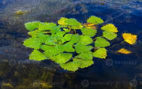 Attēlu rezultāti vaicājumam “Trapa natans”