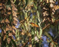 Image result for monarch butterfly