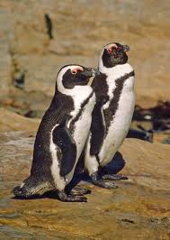 Image result for Spheniscus demersus