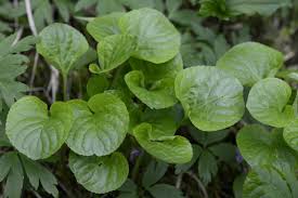 Attēlu rezultāti vaicājumam “Viola mirabilis leaf”