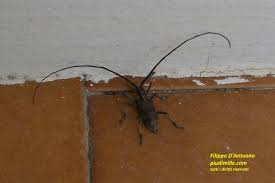 Attēlu rezultāti vaicājumam “Monochamus sutor”