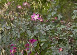 Attēlu rezultāti vaicājumam “Rosa glauca leaf”
