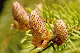 Attēlu rezultāti vaicājumam “Picea abies male flower”