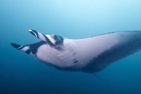 Image result for Mobula birostris