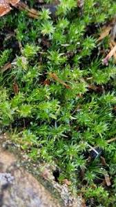 Attēlu rezultāti vaicājumam “Pohlia nutans”