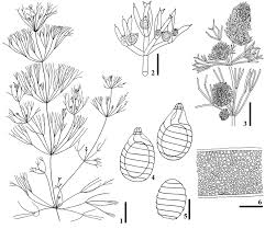 Attēlu rezultāti vaicājumam “Nitella sp.”
