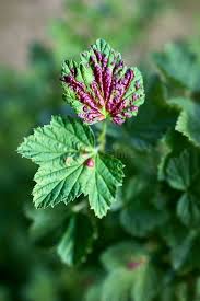 Attēlu rezultāti vaicājumam “Ribes rubrum leaf”