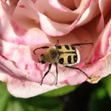 Attēlu rezultāti vaicājumam “Trichius fasciatus imago”