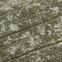 Attēlu rezultāti vaicājumam “Xylographa paralella”