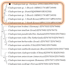 Attēlu rezultāti vaicājumam “Oligia sp.”