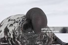 Image result for Cystophora cristata