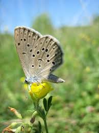 Attēlu rezultāti vaicājumam “Maculinea alcon underside”