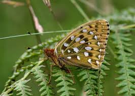 Attēlu rezultāti vaicājumam “Argynnis adippe underside”