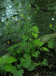 Attēlu rezultāti vaicājumam “Ranunculus auricomus”