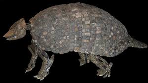 Attēlu rezultāti vaicājumam “Diderma cingulatum”