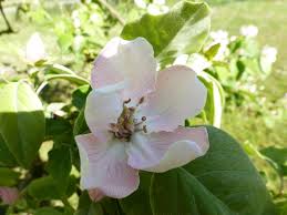 Attēlu rezultāti vaicājumam “Cydonia oblonga flower”