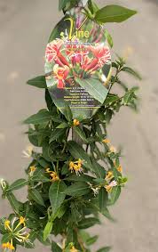 Attēlu rezultāti vaicājumam “Lonicera”