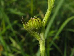 Attēlu rezultāti vaicājumam “Jacobaea paludosa”