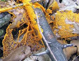 Attēlu rezultāti vaicājumam “Physarum penetrale spores”