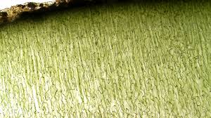 Attēlu rezultāti vaicājumam “Nostoc pruniforme”