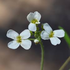Attēlu rezultāti vaicājumam “Cardaminopsis arenosa flower”