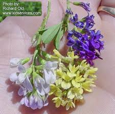 Attēlu rezultāti vaicājumam “Medicago sativa subsp. sativa flower”