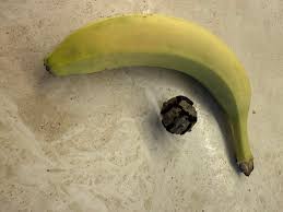 Attēlu rezultāti vaicājumam “Badhamia dubia spores”