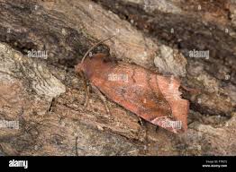 Attēlu rezultāti vaicājumam “Cosmia pyralina”